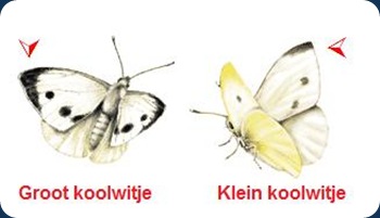 Mijmeringen: Het vlinderen van koolwitjes